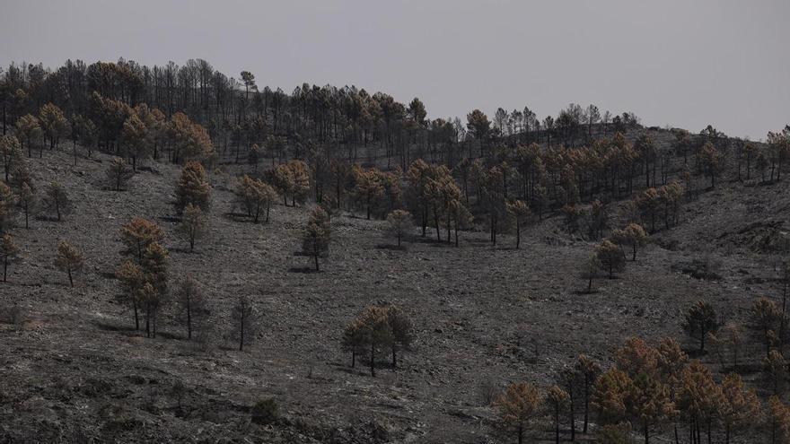 Page ve "poco realista" buscar un pacto de Estado sobre cambio climático con el ambiente político actual