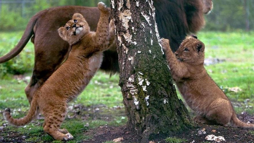 Un zoo de Suecia sacrifica a nueve cachorros de león por falta de espacio