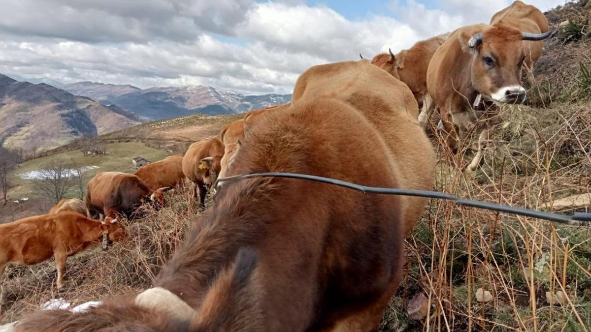 Animales en un tramo donde el cable ha quedado al descubierto.