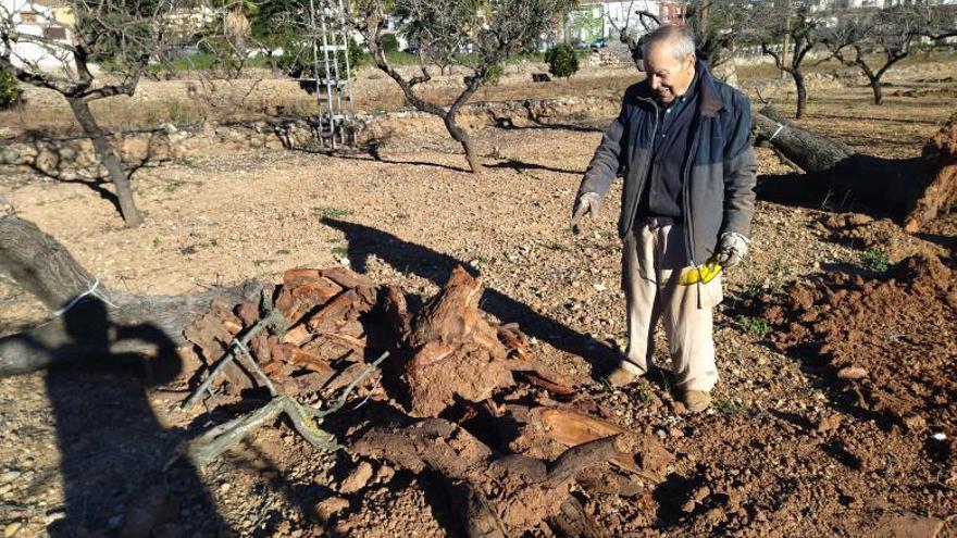 Crisis en el campo en la Marina Alta: «He pasado de recolectar 6.000 kilos de almendras a hacer tres capazos»