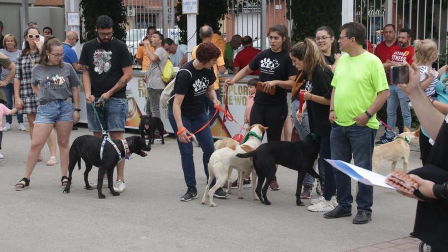 Alaquàs celebra la VII Feria Amigos Animales