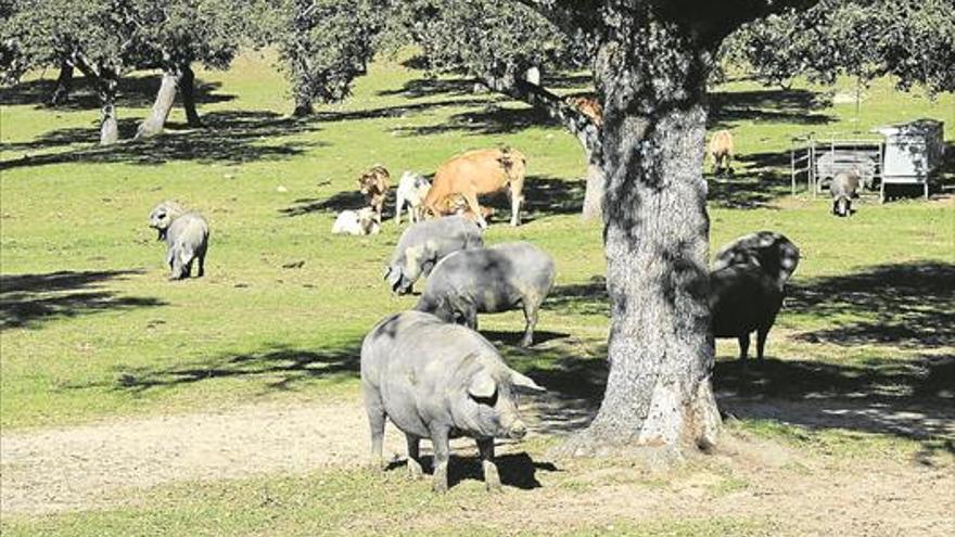 Asaja pide poder luchar contra el duro cupo de cerdos por hectárea