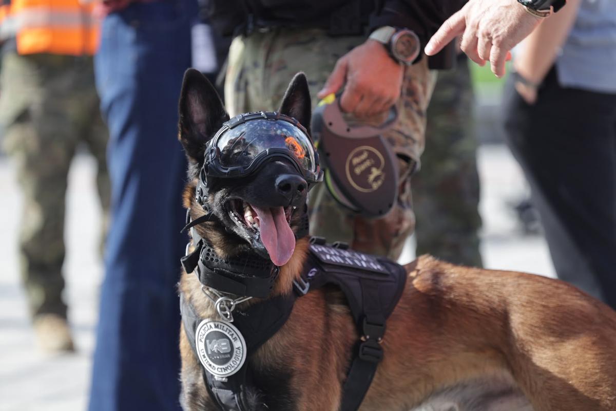Uno de los perros de la unidad cinológica del BPM I, con gafas dotadas de cámara con control remoto.