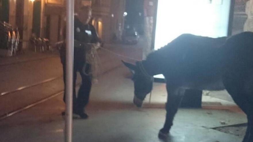 La Policía Local de Sóller captura un burro