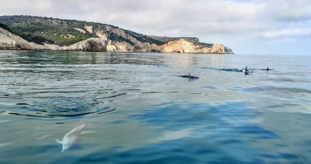 Albiren un grup de dofins a l'Estartit