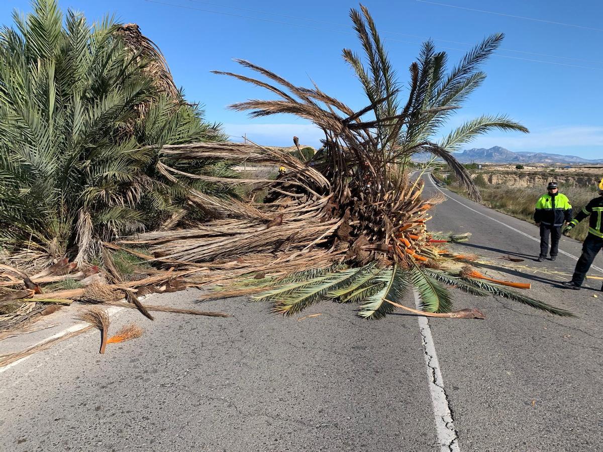 Bomberos actúan en un servicio por una palmera caída por el viento en Alicante.