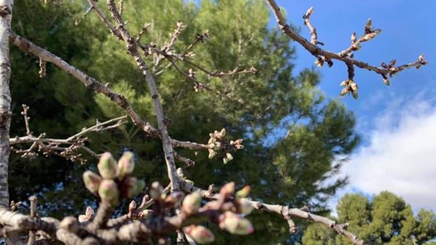 Las yemas de los almendros abriéndose en La Romaneta del Medio Vinalopó.