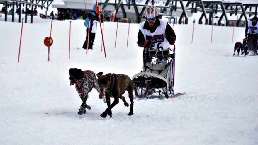 Mushing: Deporte con perros en equipo