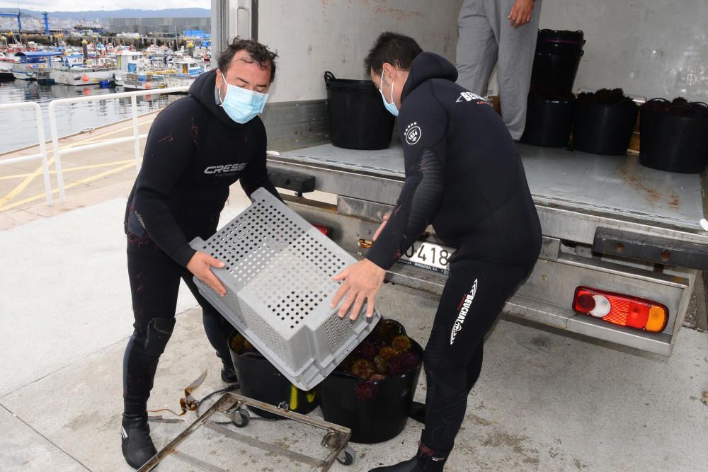 La primera jornada concluyó con unas capturas conjuntas de unos 800 kilos. / G. Núñez