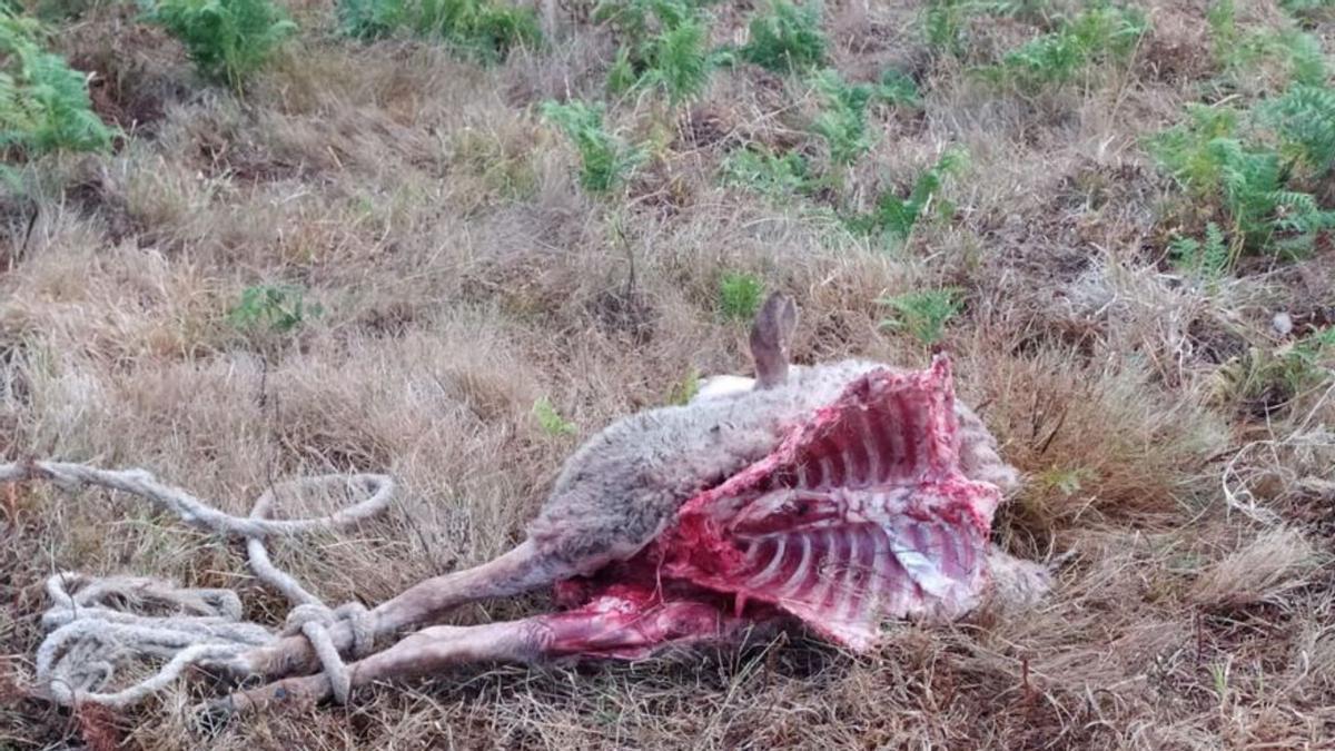 Un lobo devora una oveja en San Andrés de Vea