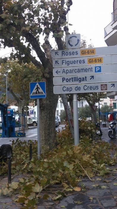 Poda de plataners a Cadaqués