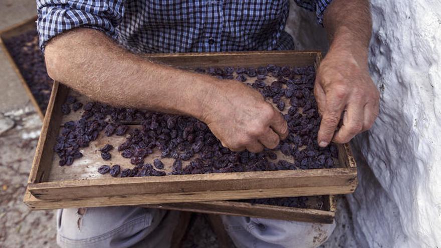 La uva pasa es resultado de un artesanal proceso de elaboración en las escarpadas laderas de la Axarquía.