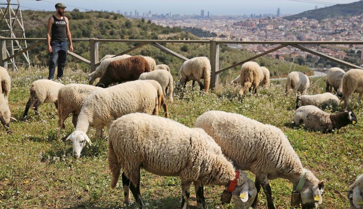 La fauna de Barcelona