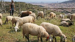 La fauna de Barcelona