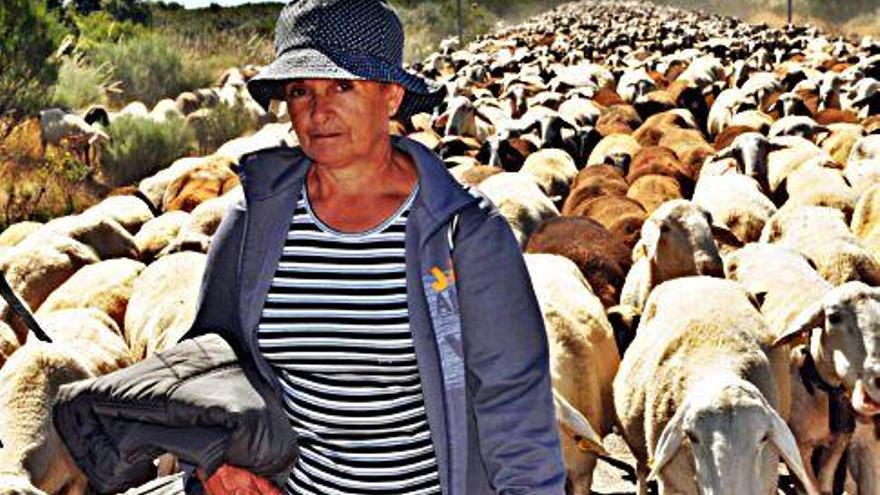 Llegada de la cabaña trashumante a San Vitero el pasado año.