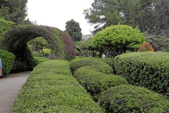 In den Jardines von Marivent: alte Bäume, organische Formschnitte und viel Grün. Ein botanischer Rundgang mit der Gartenarchitektin Erika Könn.