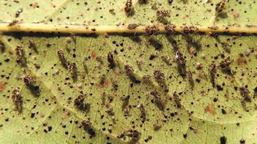 Una fulla recoberta de tigres del llorer, un tipus d&#039;insecte en expansió al continent europeu