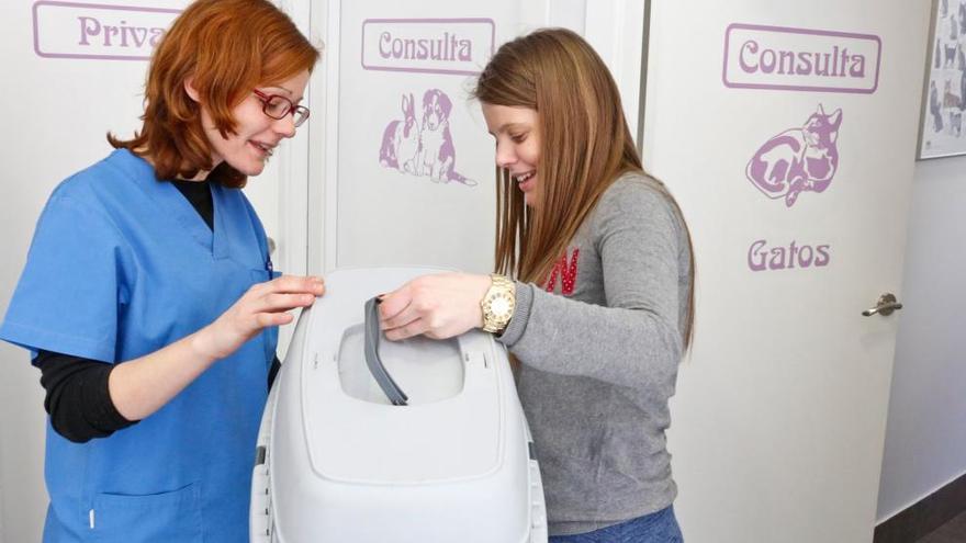 Recepción de un gato en el Centro Veterinario Ciudad Naranco, la clínica Cat Friendly de Oviedo