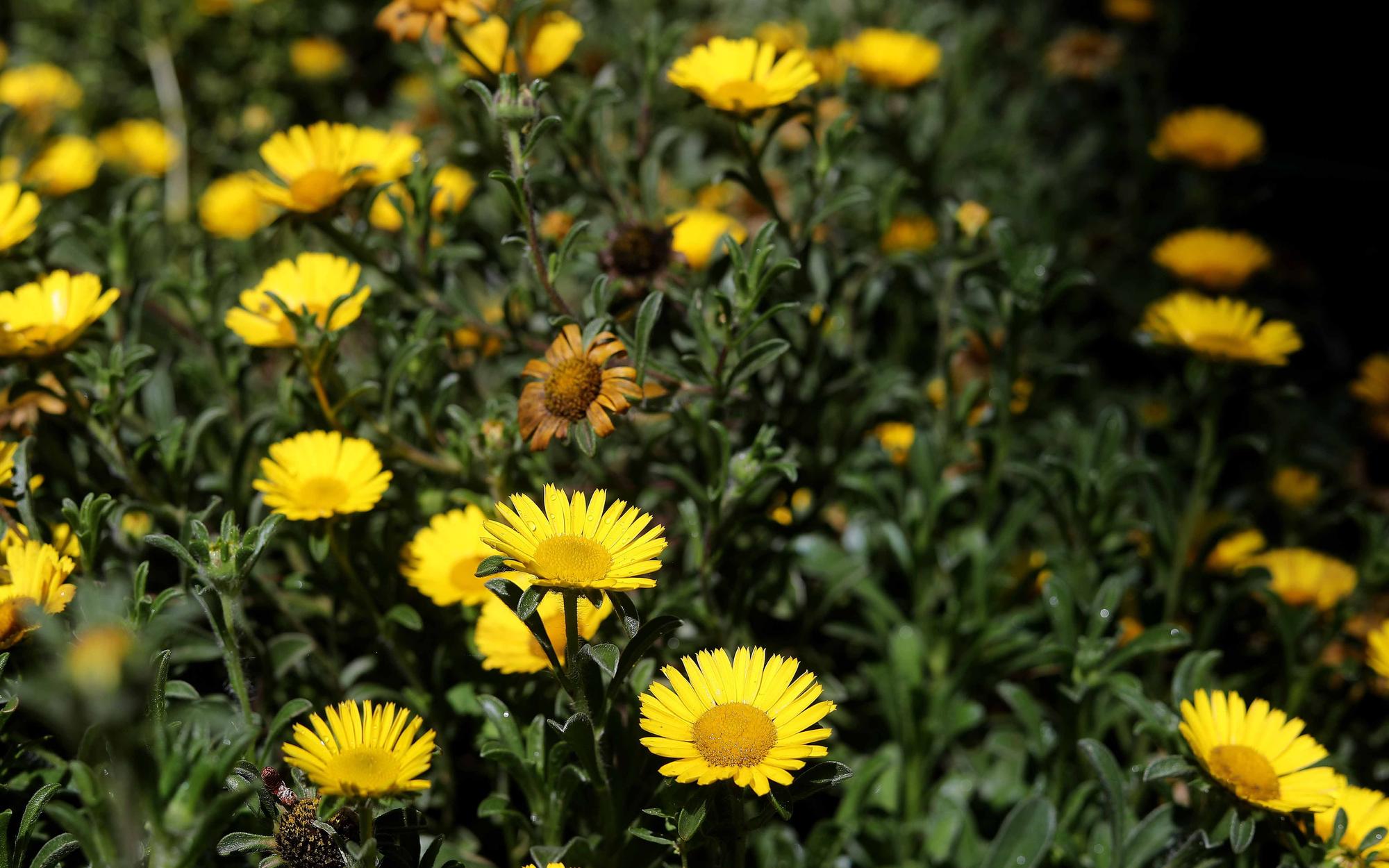 Las flores del Jardín Botánico en primavera