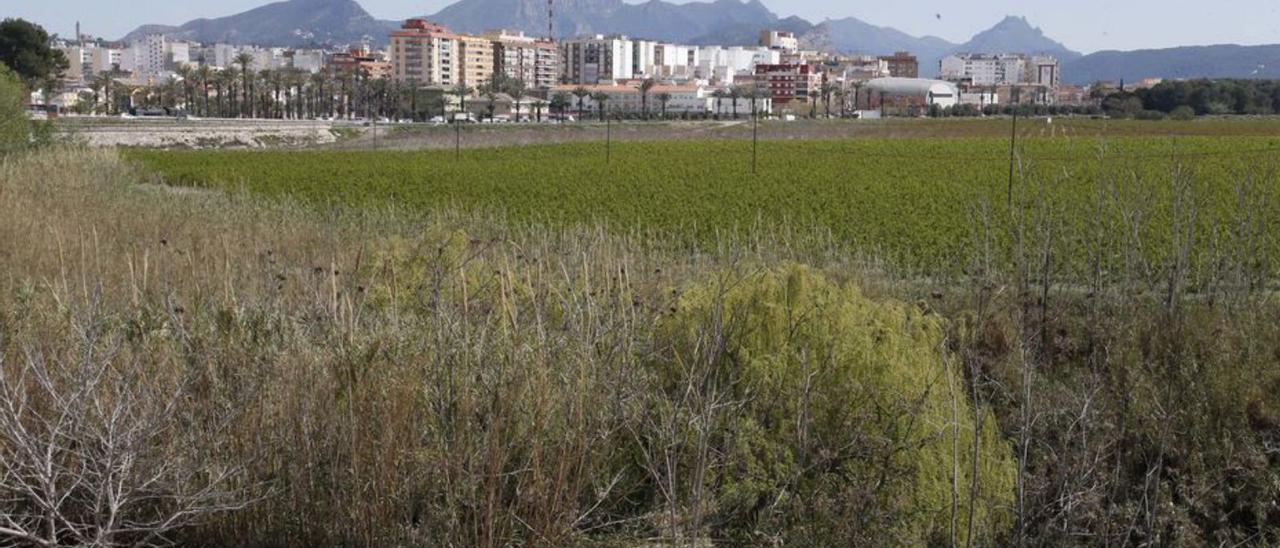 Alzira quiere convertir el Hort de Redal en un parque fluvial. | V. M. P.