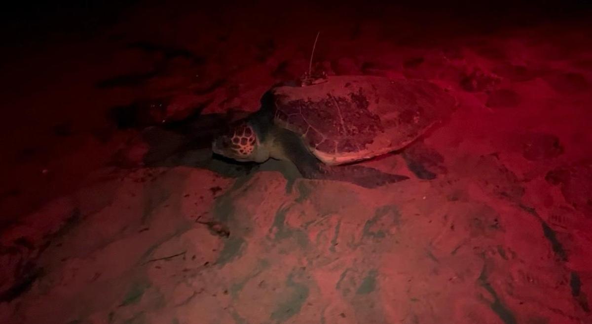 Las imágenes de la puesta de la tortuga Mona en Dénia