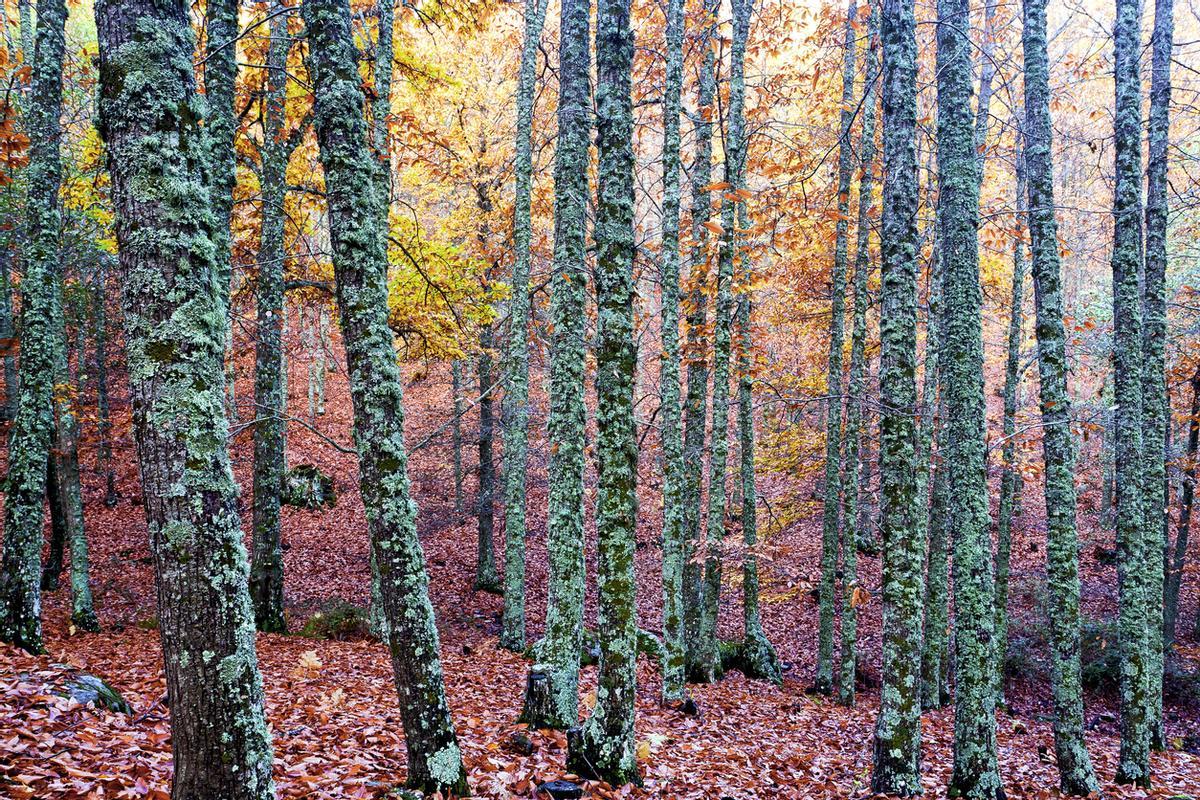 Castañar del Tiemblo