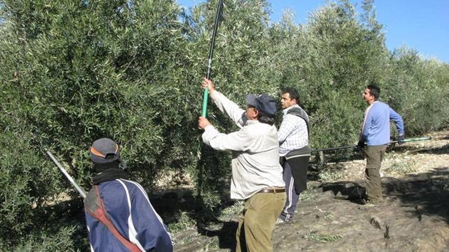 CCOO prevé que el empleo en la aceituna se reduzca un 75%