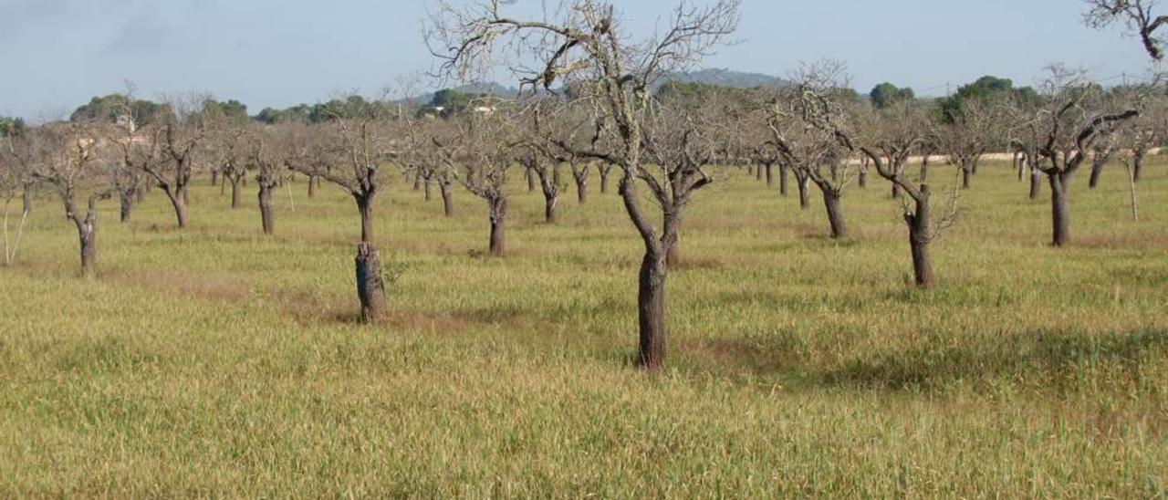 En la imagen se puede observar un campo de cereales cerca de Llucmajor con las plantas de color amarillento y de baja estatura por la falta de lluvias.