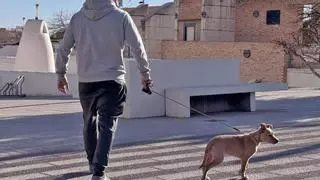 Paterna impulsa una nueva campaña de ADN canino para cesar a todos los perros de la ciudad
