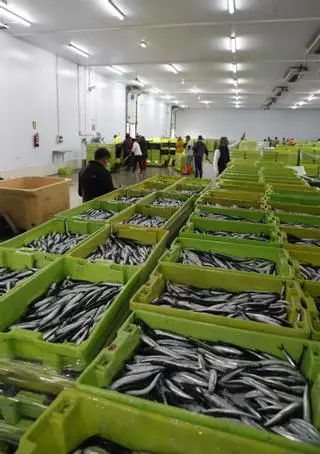 Nuevo récord de Lonja Gijón: por primera vez rula más kilos de pescado que Avilés