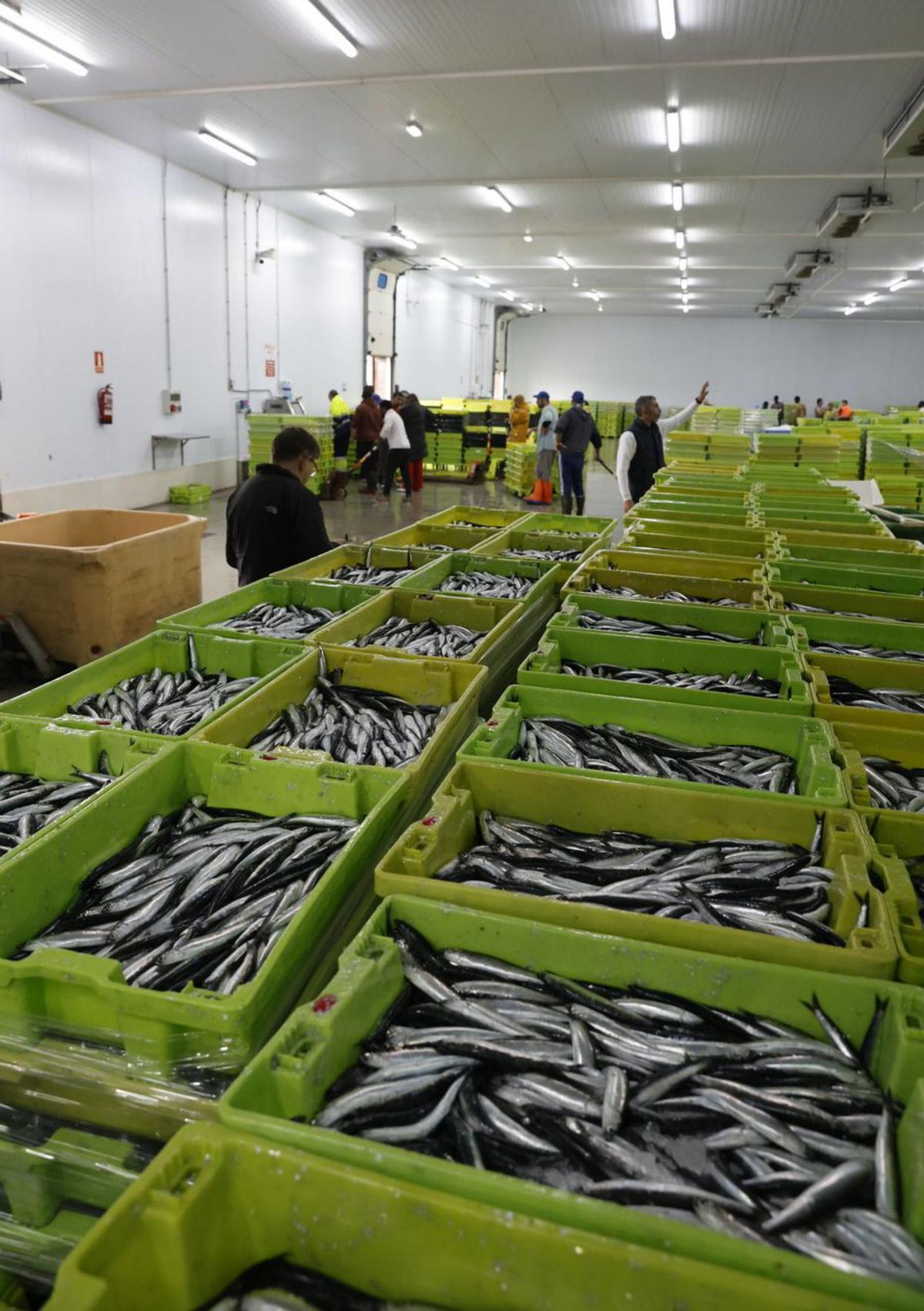 Cajas de bocarte preparadas para su subasta en Lonja Gijón el pasado mes de mayo. | ÁNGEL GONZÁLEZ