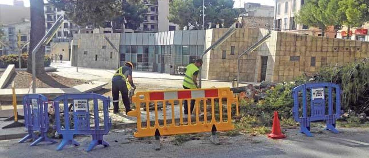 Los jardineros procediendo a la tala de unos de los grandes pinos de la plaza.