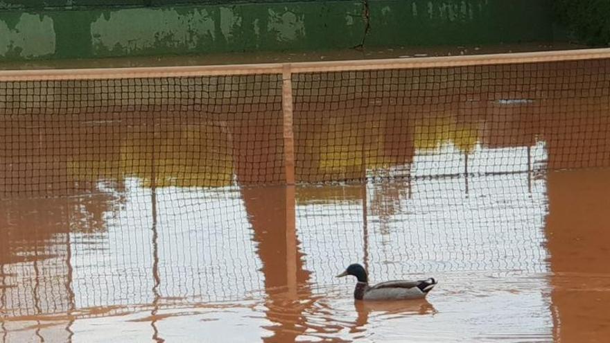 Un ànec davant la xarxa de la pista de tennis