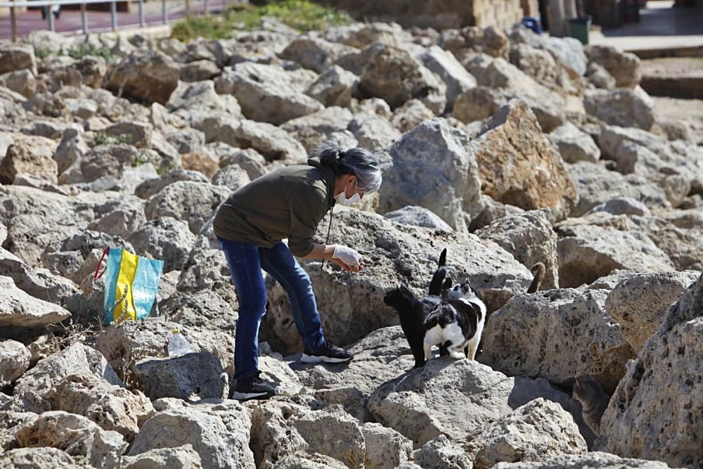 Die Katzen an Palmas Stadtstrand fristen ein trauriges Dasein.