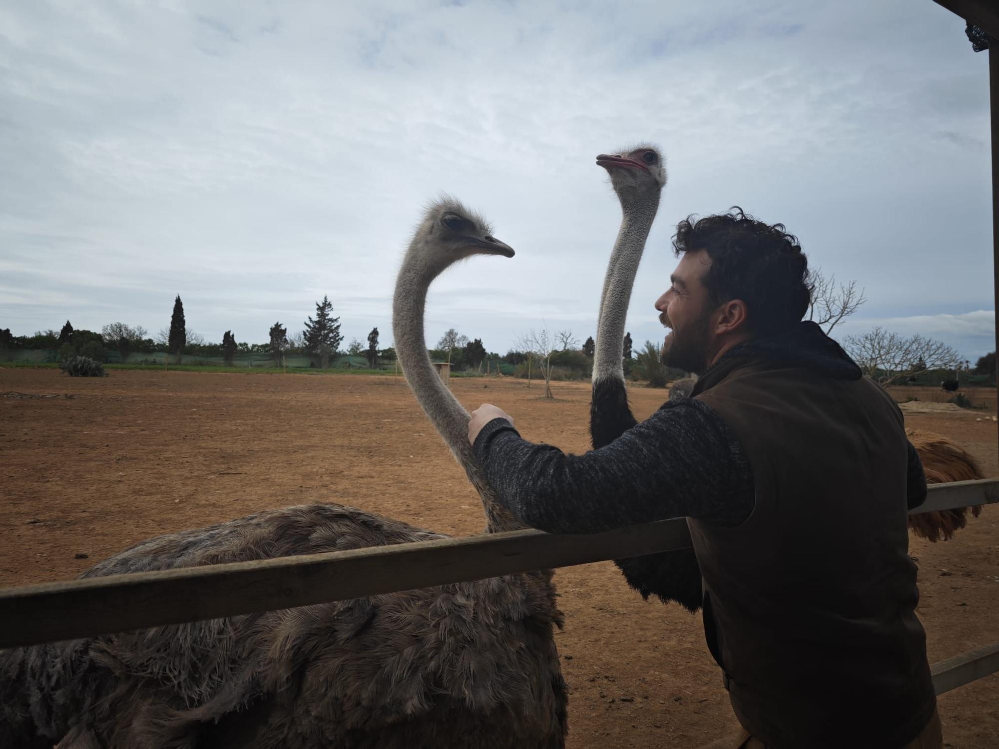 Fotos | La granja de avestruces de Mallorca, en imágenes