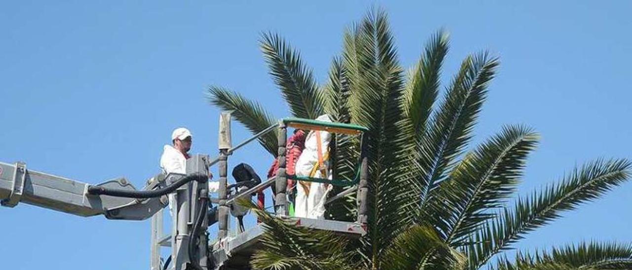 Técnicos aplicando tratamiento preventivo a las palmeras. // R. Vázquez