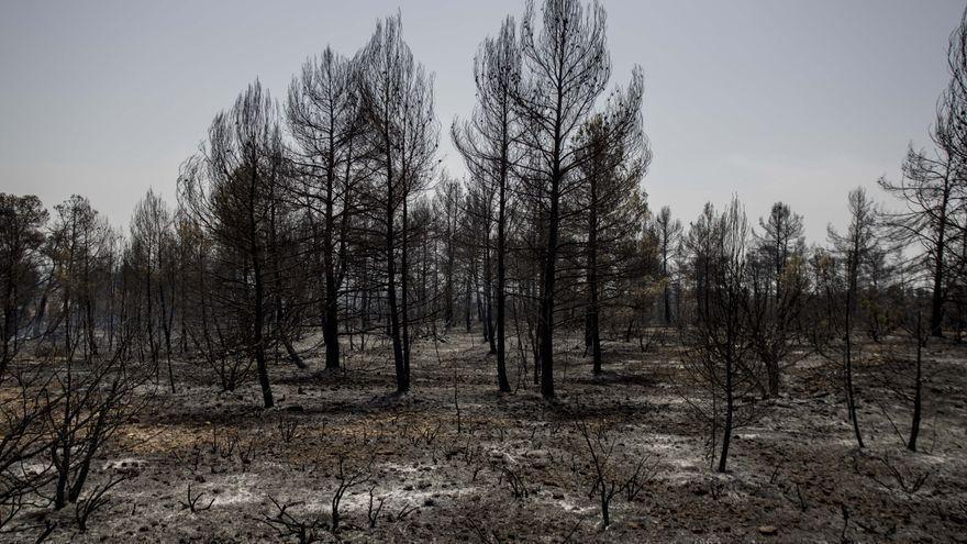 Controlado un incendio forestal declarado en Vinaròs