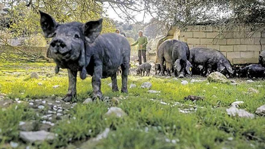 Tomeu de Son Marrón, al fondo, vigila la piara de cerdos negros que tiene en una finca de Sineu.