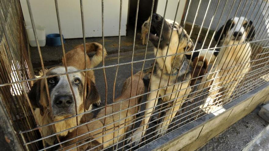 Perros en el albergue municipal de Mieres.