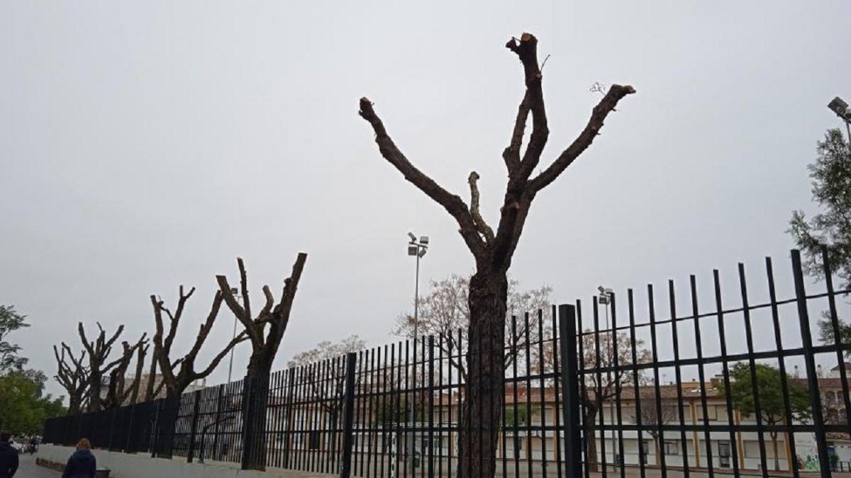 Imagen facilitada por Ecologistas en Acción de la poda de árboles en el CEIP Los Califas.