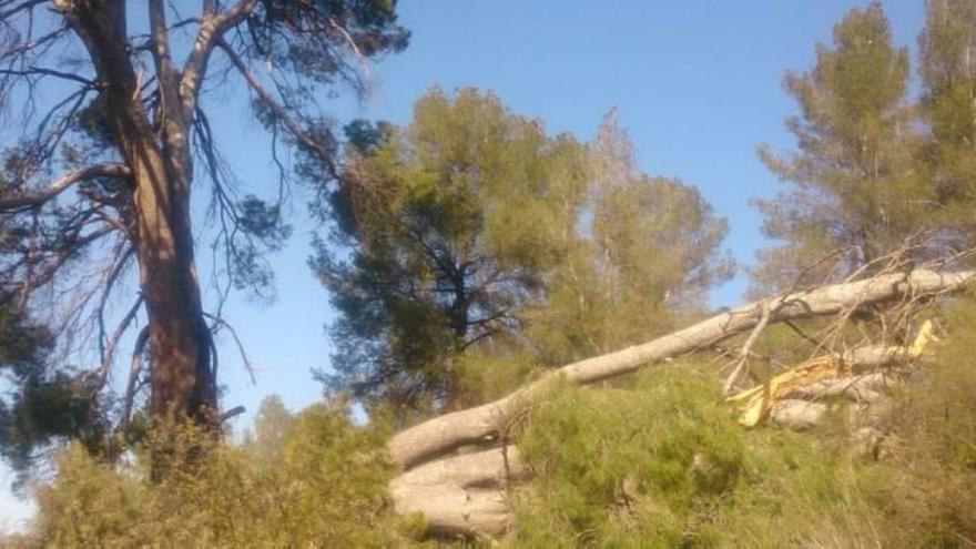 El pino de la Osamenta, catalogado como árbol monumental y singular, ha sido muy dañado por el temporal.