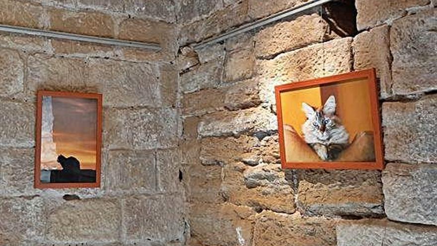 Mostres de l&#039;exposició ArtGat al Castell Palau de la Bisbal.