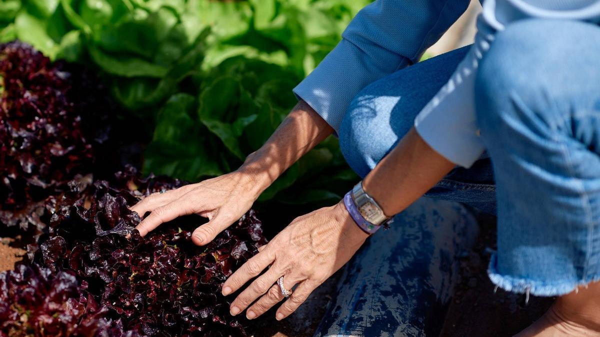 HiperDino destina 40 millones de euros a la compra de productos agrícolas cultivados en Canarias