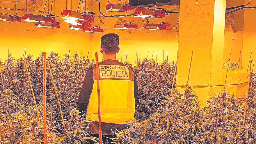 El cultiu de marihuana suposa el 64% del frau elèctric detectat a Girona