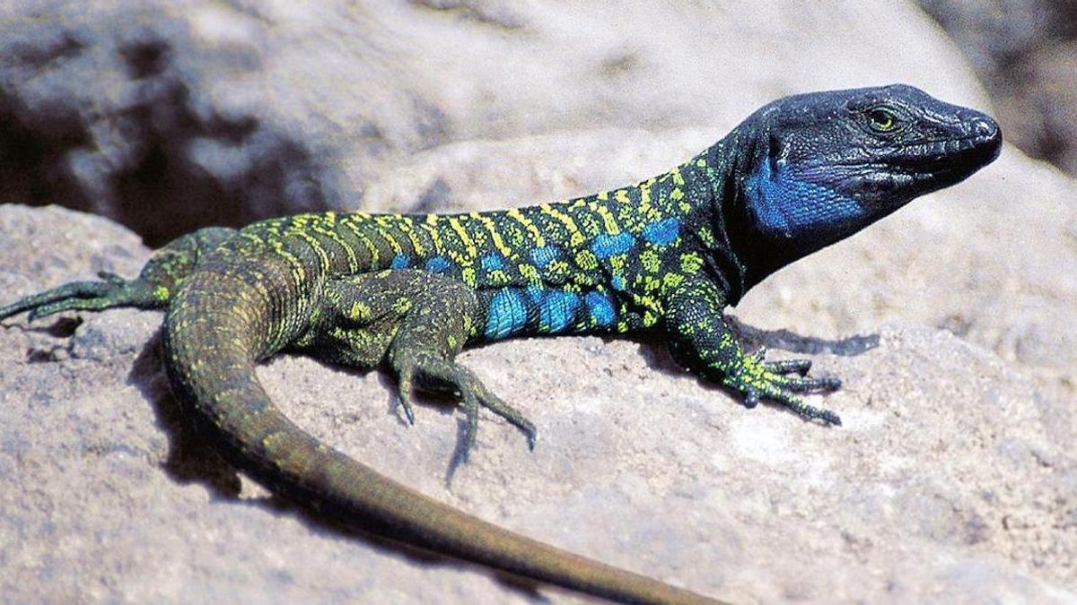 Lagarto tizón