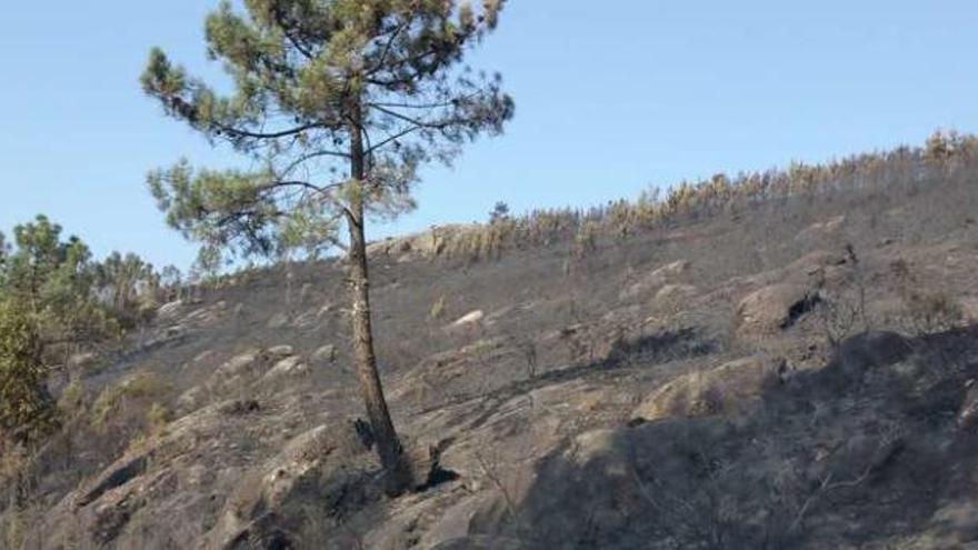 El desolador aspecto que presentaba ayer el Monte da Pena, en el Concello de Rianxo, tras el incendio registrado durante la madrugada. // M.M.