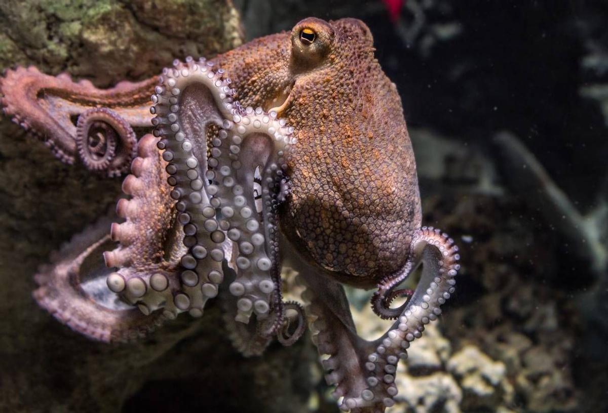 Ejemplar de pulpo