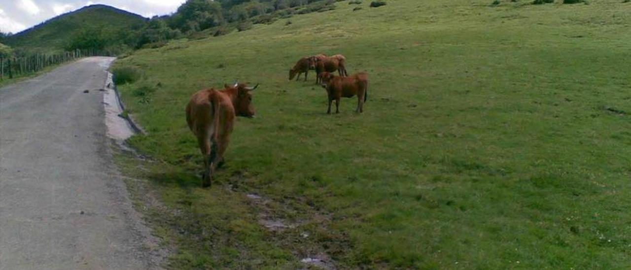 Reses pastando en la vertiente allerana del puerto de San Isidro.