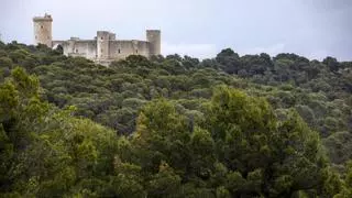 El Ayuntamiento iniciará el año que viene la creación de un bosque metropolitano en Palma