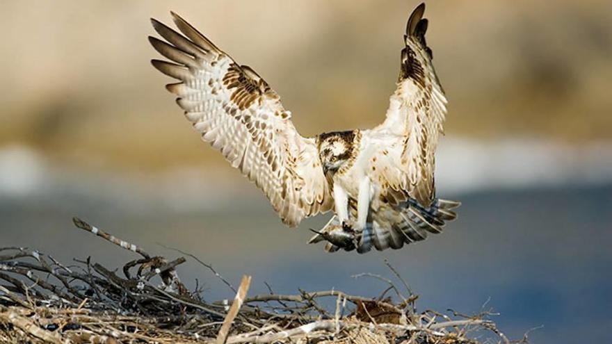 El águila pescadora ocupa 21 nidos en Balears